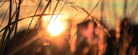 Trauer Feld Ehre Sonnenuntergang